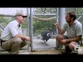 Andean Condor Keeper Talk at Taronga Zoo Sydney