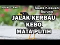 Lagu Suara Kicauan Burung Jalak Kebo Kerbau Mata Putih Bisa Buat Masteran