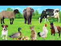 Cute Animals and Pets Cow Dog Sheep Cat Chicken Duck Elephant Horse - Cute Pet Sounds
