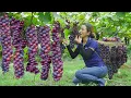 Download Lagu Harvesting Seedless Black Currant (Seedless Grapes) Go to the market to sell | Phuong - Harvesting