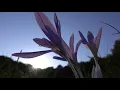 12 Hours of Relaxing Music - Relaxing Piano & Cello, Sleep Music, Stress Relief (Zoe)