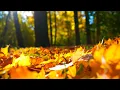 12 Hours of Relaxing Music - Relaxing Piano \u0026 Cello, Sleep Music, Stress Relief (Zoe)