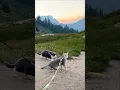 Taking my cats on a scenic hike because they deserve to see the world