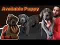 Available Blue Boerboel puppy