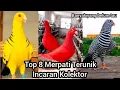 Lagu 8 JENIS BURUNG MERPATI DENGAN PENAMPILAN SUPER UNIK