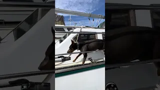 #fypシ #dream #pets #doberman #Fyp
