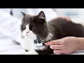 5 Facts That Make Cats Tremor