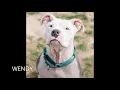 Bobbies Rescue 2020 Adoptions