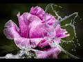 Sun in Libra Moon in Cancer People-Oriented Person Qualities
