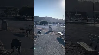 .. #fyp #dream #youtube #doberman #pets