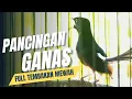 Lagu MURAI BATU GACOR FULL ISIAN TEMBAKAN MEWAH AMPUH UNTUK MELATIH MURAI BATU BONGKAR ISIAN