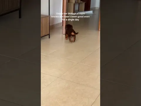 🥲🥲🥲 #dachshundaddict #dailydoseofcute #cutepet #funnydog