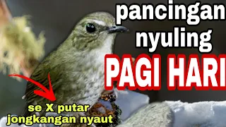 Download MASTERAN SUARA BURUNG JONGKANGAN NYULING - Agar Jongkangan Ngeriwik Rajin Nyuling MP3