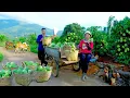 Download Lagu Harvest Custard Apples Goes To Market Sell, Replace Clean Straw For Chickens, Plant Bush Green Beans