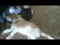 This chicken is removing ticks and fleas from this dog
