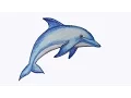 How to draw Dolphin step by step