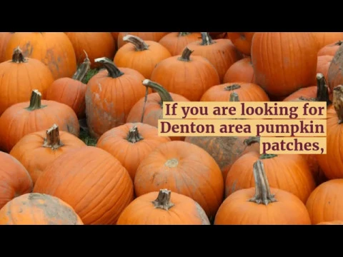 Best Pumpkin Patches in Dallas Fort Worth