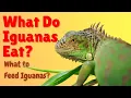 What Do Iguanas Eat - What to Feed Iguanas