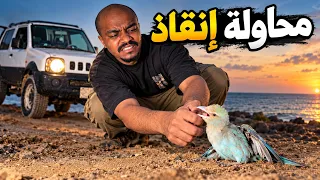 لقيت طير جناحه مكسور وحاولت أنقذه 🦜💔