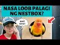 BAKIT LAGING NASA NESTBOX ANG IBON MO? 7 RASON | MUNTING IBUNAN AFRICAN LOVEBIRDS