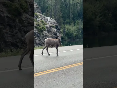 WELCOME TO CANADA!!