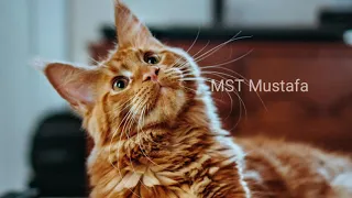 اغنية بالتأكيد سأنسى التركيه بصوتي 