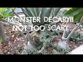 Download Lagu PACHYPODIUM DECARYII - MONSTER TAK BERDURI, NOT TOO SCARY - CACTO#26