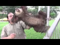 Screaming Sloth