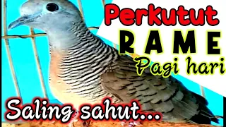 Download Suara perkutut lokal rame di pagi hari | panggilan perkutut MP3