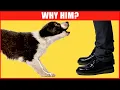Why Dogs Bark at Some Strangers but Not Others