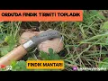 Ordu'da Fındık Tirmiti Topladık.Fındık Mantarı, Kirmit Mantarı, Lactarius pyrogalus,#tirmit,#mantar