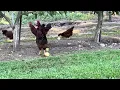 Chickens Eat Apples at the Orchard