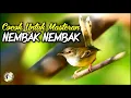Download Lagu Suara ciblek gacor nembak ngotot variasi seperti ini paling bagus untuk masteran #kicaumania