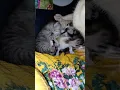 Download Lagu it's a cat's thing 😻😻😻#cat#garfield #kitten#pets#viral#shorts#meow#funnycats#gingercat