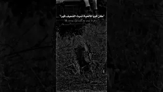 حالات واتس اب غليص ولد رماح مراجل لو ماضل يوم بعمري 