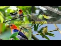 Download Lagu Suara pikat burung cabe-cabean dan burung remetuk laut