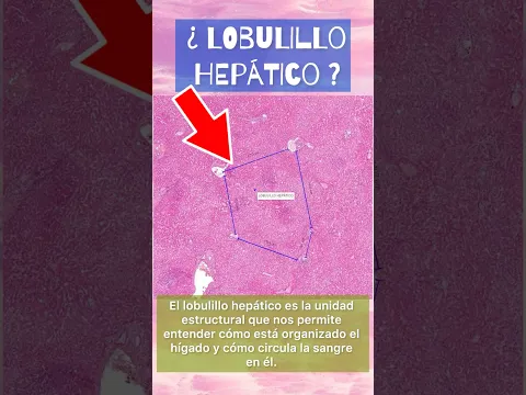 LOBULILLO HEPÁTICO ! #medicine #medicina #histología #biologia #anatomiafacil