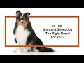 Everything you need to know about Shetland Sheepdog puppies 2019