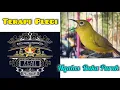 Download Lagu Terapi Pleci Cepat Ngalas dan Buka Paruh #pleci #pcmi #terapipleci #plecigacor #simulasilombapleci 