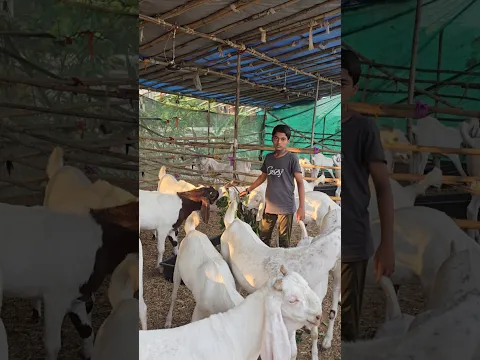 MashaAllah 🐐♥️ #bakraeid #bakraeid2026 #bakraeidspecial #bakra #goats #trending #biggoats