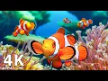 Download Lagu Aquarium 4K (ULTRA HD) 🐠 Kleurrijke koraalrifvissen en kwallen - Ontspannende slaapmuziek #1