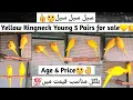 Yellow Ringneck Young Pairs For Sale Age Price details