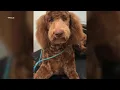 Online dog contest could win Thompson Falls shelter 10 000