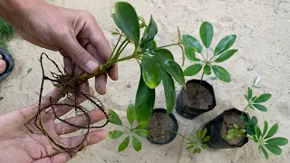 ازرع عشرات الشتلات من نبات الشفليرا من قصاصات الأوراق تجذير أوراق الشفليرا بطريقة سهلة وسريعة 