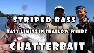 Download STRIPED BASS with CHATTERBAIT \u0026 BLADED JIGS (Easy Limits in Weeds) MP3
