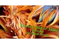 Download Lagu Sweet Child o' Mine (Piano Karaoke Cover)