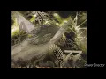 Download Lagu Front 77_ Soli deo gloria(Full album)