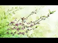 Brian Eno - Always Returning (slow + reverb + extended)
