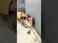 Download Lagu 5 Janji Allah Kepada orang yang suka memelihara kucing!!!#cat#kucing#shorts#shortvideo#feedshorts