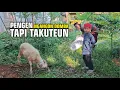 Download Lagu RIAN Pengen Ngangon Domba Tapi Takut di Serudug